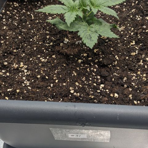 #31 White Widow growlog timeline photo