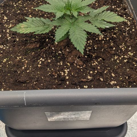 #32 Purple Skunk growlog timeline photo