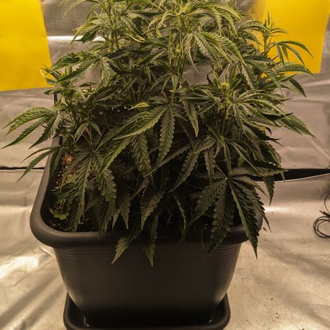 #26 Double Kush Cake growlog timeline photo
