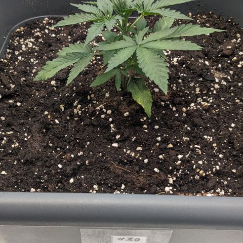#30 Afghani #1 growlog timeline photo