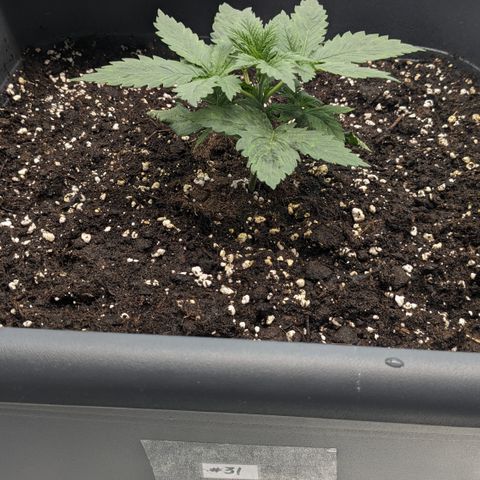 #31 White Widow growlog timeline photo