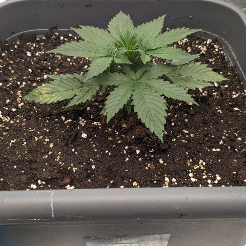 #32 Purple Skunk growlog timeline photo