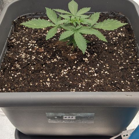 #33 Purple Skunk growlog timeline photo