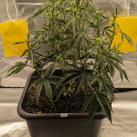 #26 Double Kush Cake growlog timeline photo