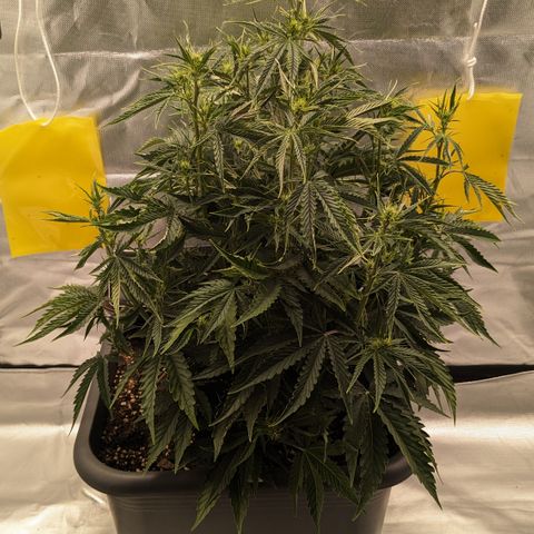 #26 Double Kush Cake growlog timeline photo