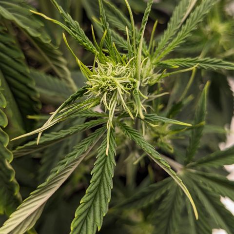 #26 Double Kush Cake growlog timeline photo