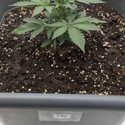 #30 Afghani #1 growlog timeline photo