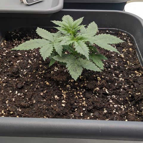 #31 White Widow growlog timeline photo