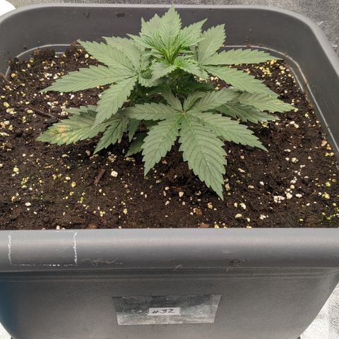 #32 Purple Skunk growlog timeline photo