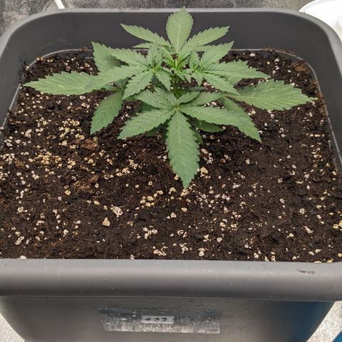 #33 Purple Skunk growlog timeline photo