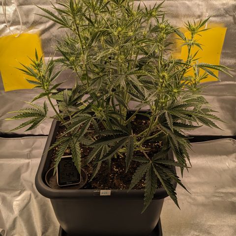 #26 Double Kush Cake growlog timeline photo