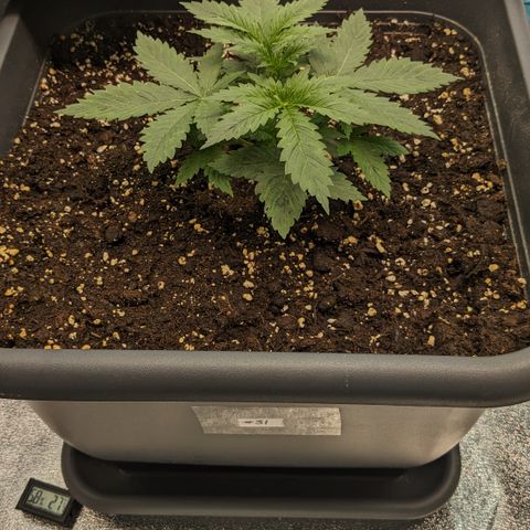 #31 White Widow growlog timeline photo