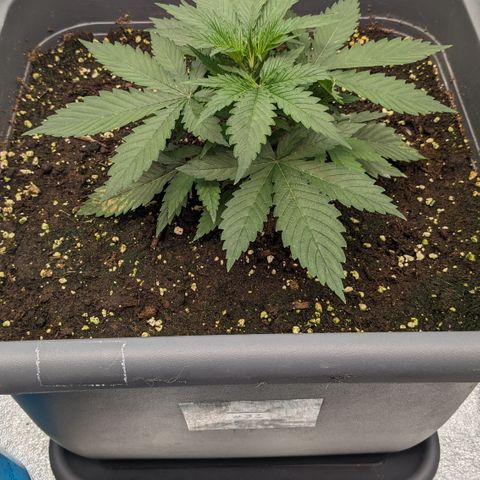 #32 Purple Skunk growlog timeline photo