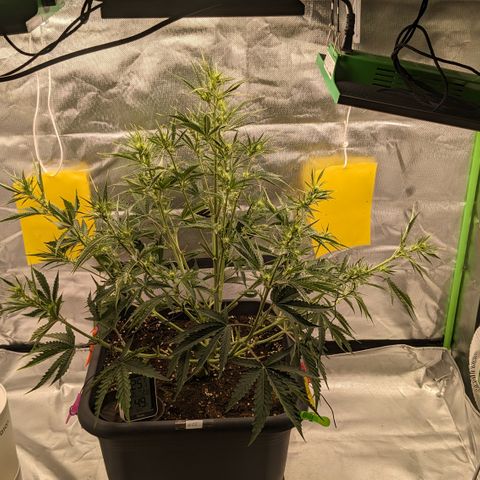 #26 Double Kush Cake growlog timeline photo
