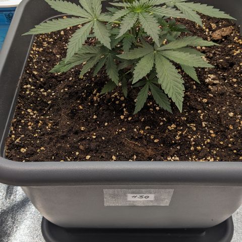 #30 Afghani #1 growlog timeline photo