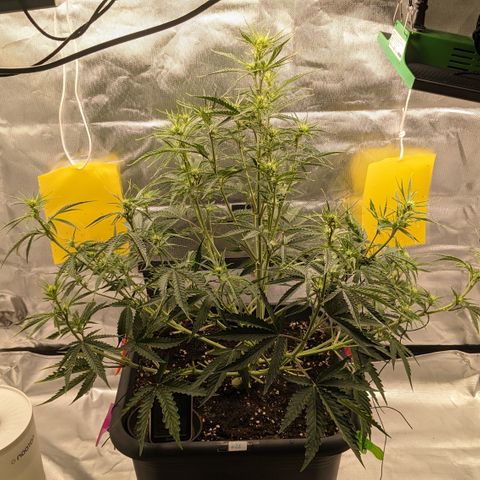 #26 Double Kush Cake growlog timeline photo