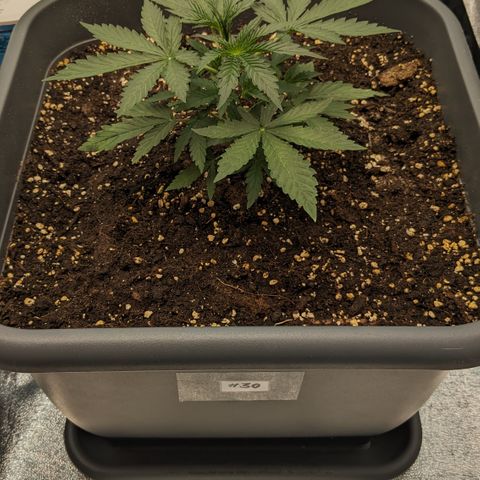#30 Afghani #1 growlog timeline photo