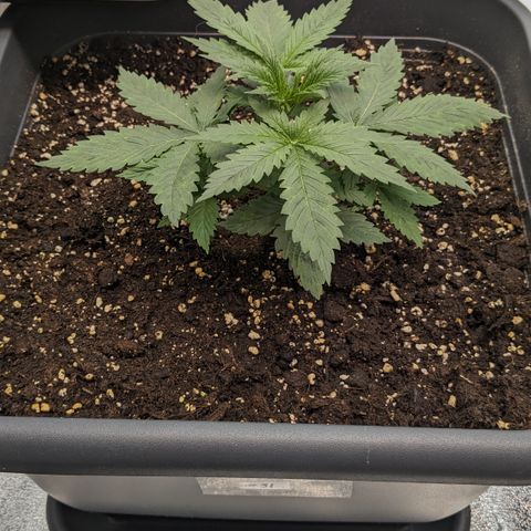 #31 White Widow growlog timeline photo