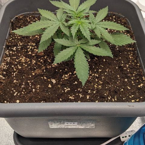 #33 Purple Skunk growlog timeline photo