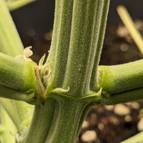 #26 Double Kush Cake growlog photo: Shit. Überdehnt. Trieb nach 3 Stunden noch gut im Saft. Vielleicht Glück gehabt.