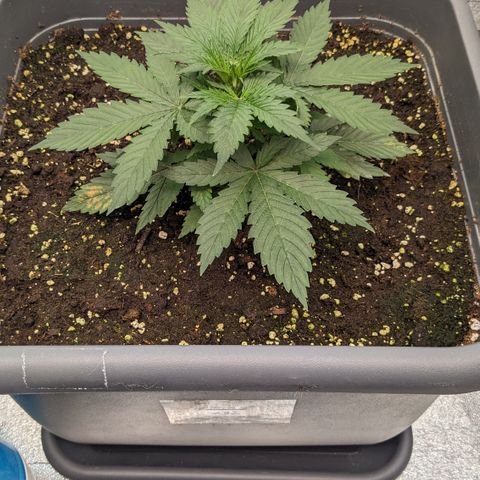 #32 Purple Skunk growlog timeline photo
