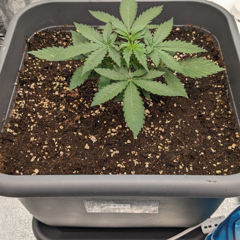 #33 Purple Skunk growlog timeline photo
