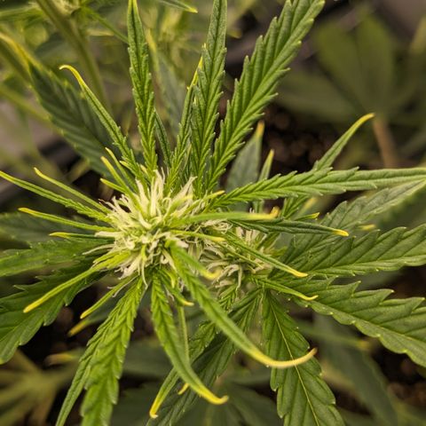#26 Double Kush Cake growlog timeline photo