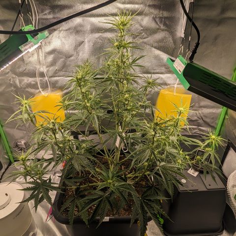 #26 Double Kush Cake growlog timeline photo