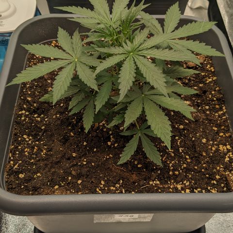 #30 Afghani #1 growlog timeline photo