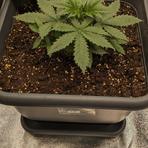#31 White Widow growlog timeline photo