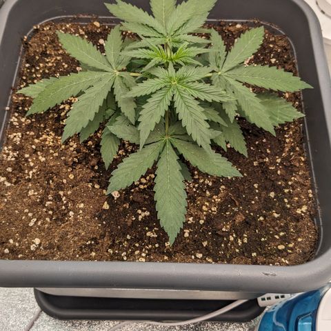 #33 Purple Skunk growlog timeline photo