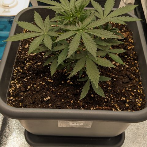 #30 Afghani #1 growlog timeline photo