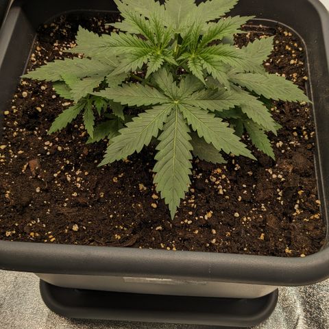 #31 White Widow growlog timeline photo