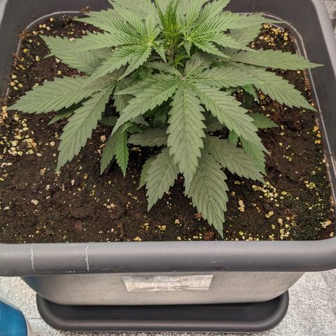 #32 Purple Skunk growlog timeline photo