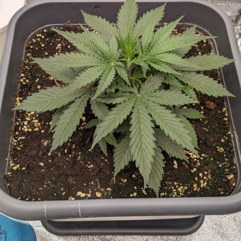 #32 Purple Skunk growlog timeline photo