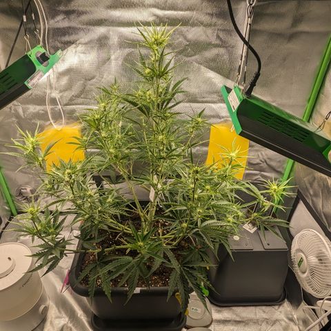 #26 Double Kush Cake growlog timeline photo