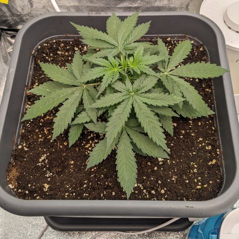 #33 Purple Skunk growlog timeline photo