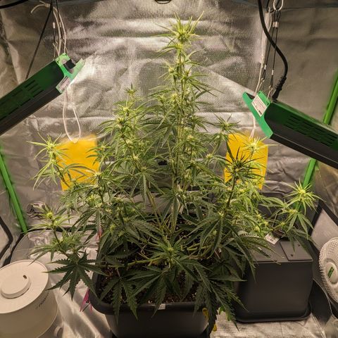 #26 Double Kush Cake growlog timeline photo