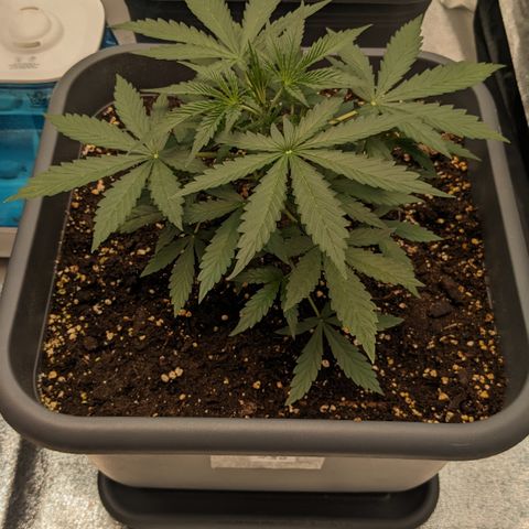 #30 Afghani #1 growlog timeline photo