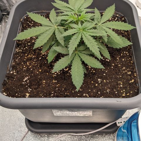 #33 Purple Skunk growlog timeline photo