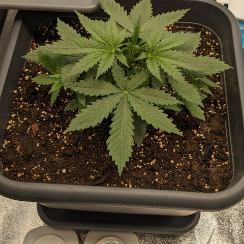#31 White Widow growlog timeline photo