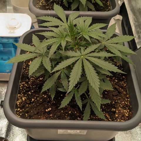 #30 Afghani #1 growlog timeline photo