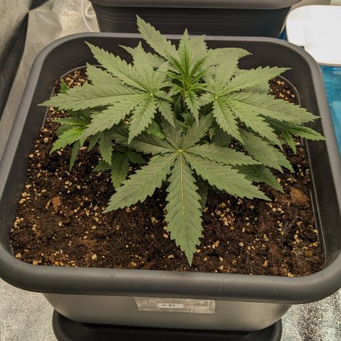 #31 White Widow growlog timeline photo