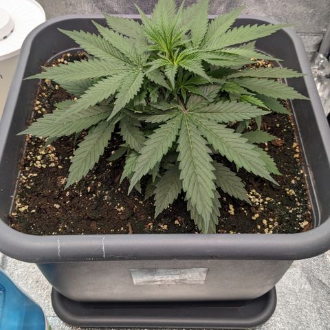 #32 Purple Skunk growlog timeline photo