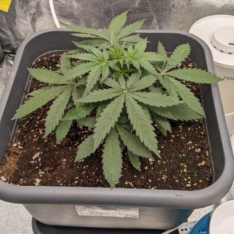 #33 Purple Skunk growlog timeline photo