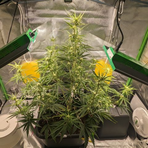 #26 Double Kush Cake growlog timeline photo
