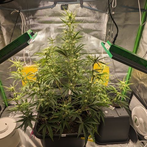 #26 Double Kush Cake growlog timeline photo