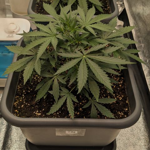 #30 Afghani #1 growlog timeline photo