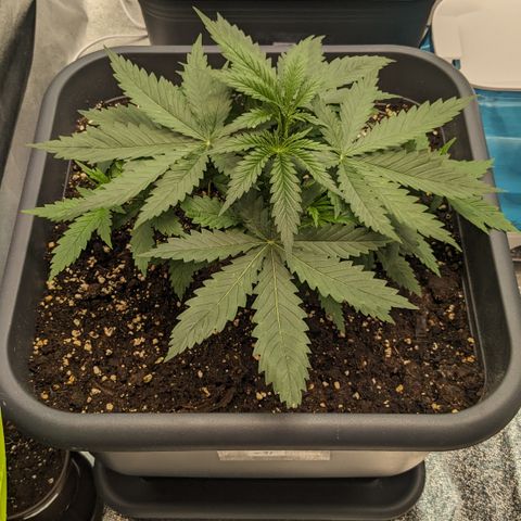#31 White Widow growlog timeline photo