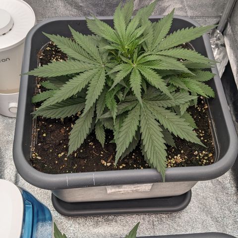 #32 Purple Skunk growlog timeline photo